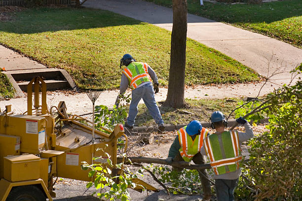 Best Hedge Trimming  in Mledgevle, IL